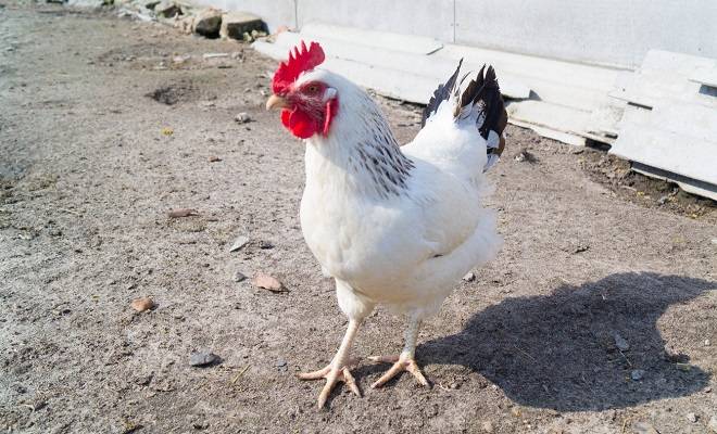 ᐉ адлерская серебристая курица: описание породы, характеристика, фото - zooon.ru