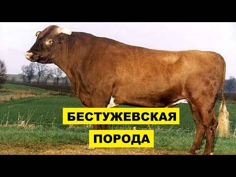 Бестужевская порода коров характеристики и фото
