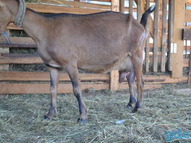 Во время лактации доход от одной козы больше 10000 рублей в месяц. а если коз много? разведение коз и продажа молочных продуктов