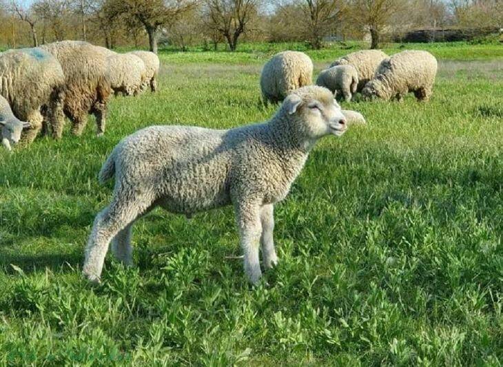 Овцы породы меринос: виды, характеристики, разведение