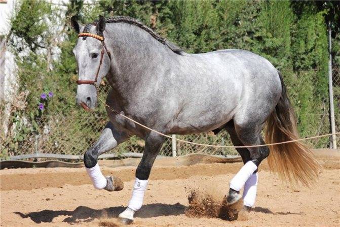 Андалузская лошадь — описываем обстоятельно