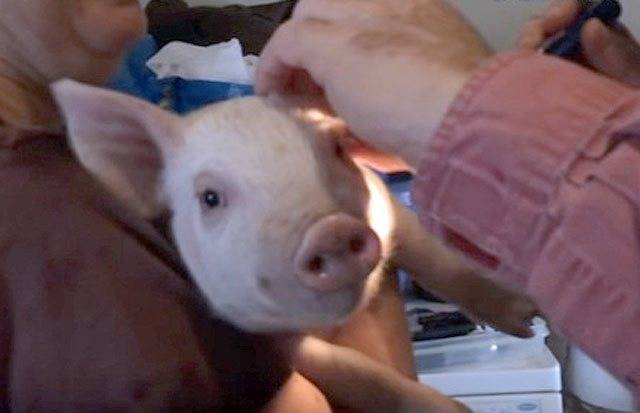Кормление свиней | кормовые добавки и стимуляторы роста для свиней