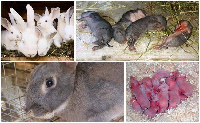 Почему крольчиха съедает, разбрасывает, убивает, давит, бросает и выкидывает из гнезда своих крольчат