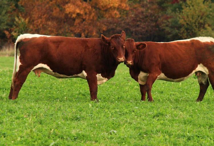 Красногорбатовская порода коров: описание и характеристики, содержание