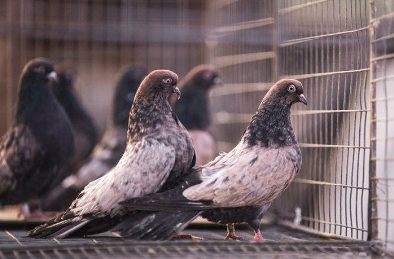 Английские типплеры: описание породы голубей с фото, правила их содержания и ухода