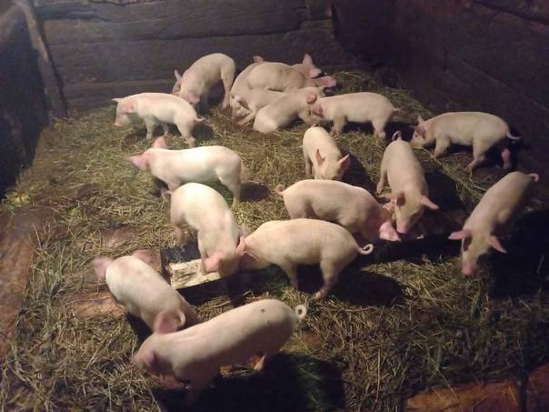 Свиньи породы ландрас: характеристика, фото, кормление и уход за поросятами