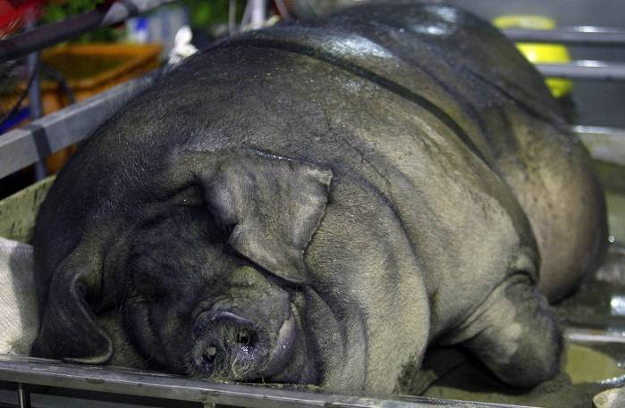 Самая большая в мире свинья: рекордный вес животных, крупные породы