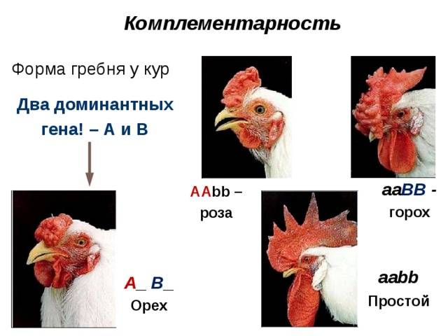 Сколько лет петух может оплодотворять курицу