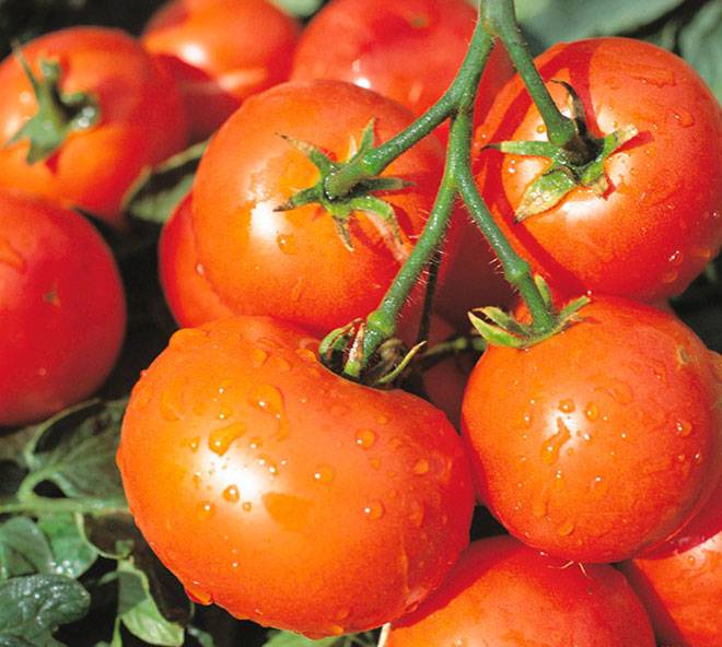 Раннеспелый, высокоурожайный и универсальный в применении томат «дубок»: инструкция по выращиванию от а до я
