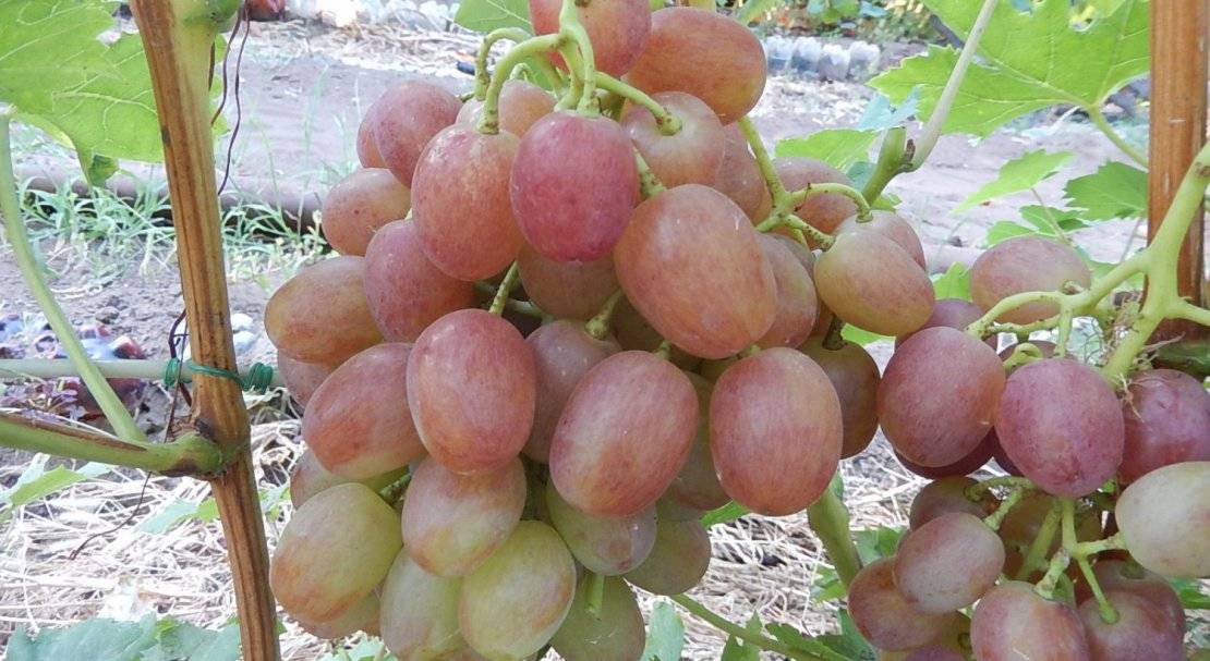 Описание сорта винограда ливия: фото, видео и отзывы | vinograd-loza