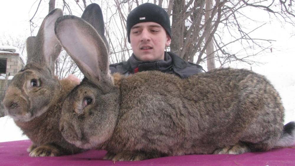 Как разводить больших кроликов?