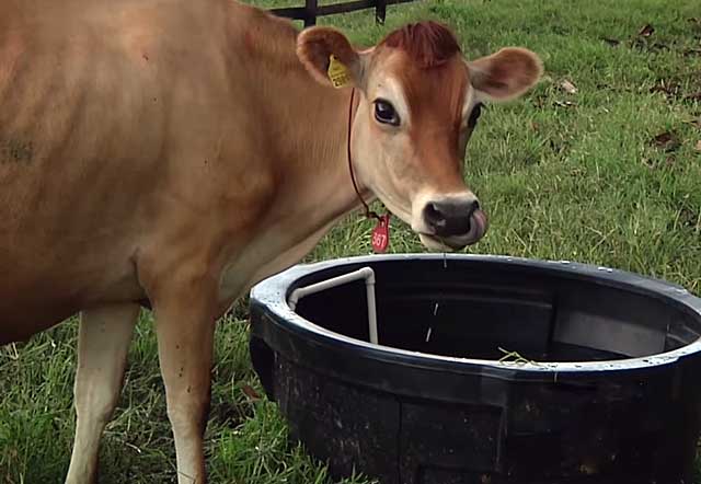 ᐉ сколько дней корова вынашивает теленка: срок беременности у коров - zooon.ru