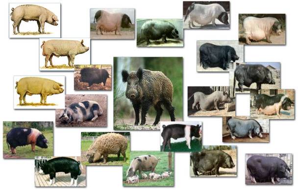 Свинья — классификация и среда обитания, особые виды, содержание + 68 фото