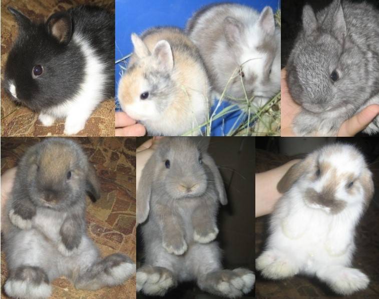 Какие породы кроликов бывают
