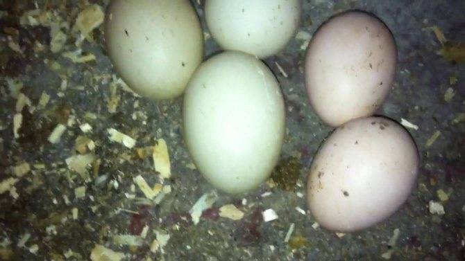 Сколько яиц несет утка