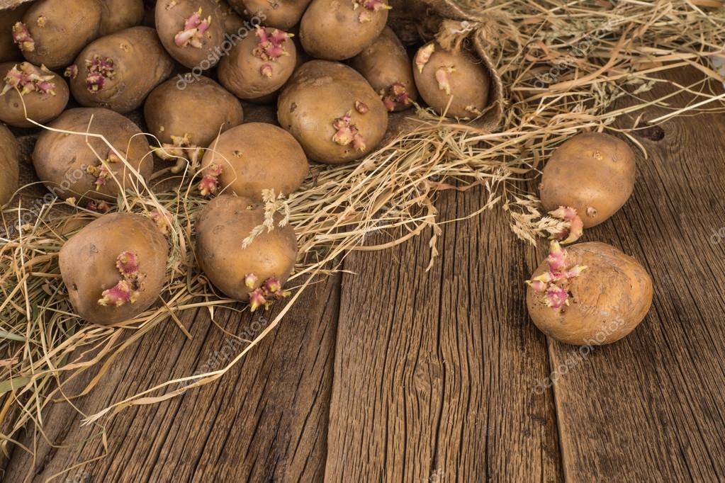 Как правильно подготовить картофель к посадке весной - фермеры россии