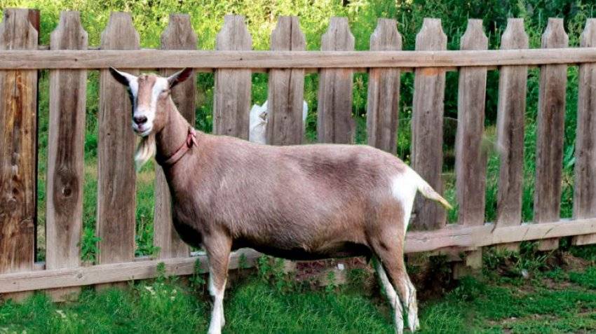 Тоггенбургская порода коз фото и достоинства породы toggenburg goats