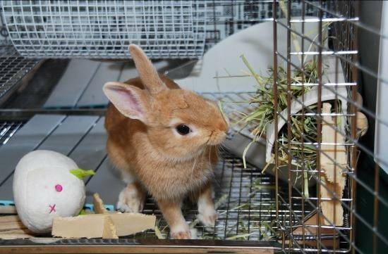Породы кроликов: описание и разновидности