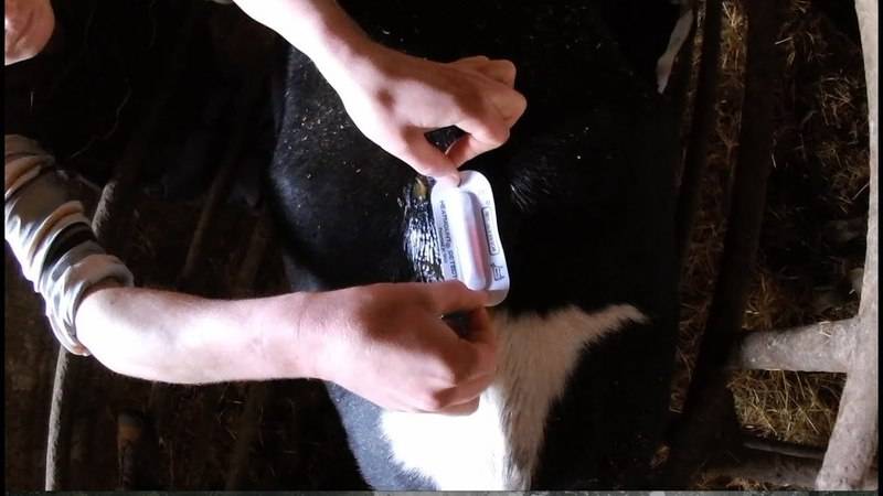 Как в домашних условиях узнать стельная корова или нет и сроки беременности