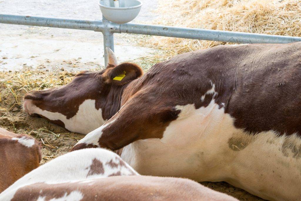 Лейкоз у коров: что это такое и как заражаются крс, признаки и что делать