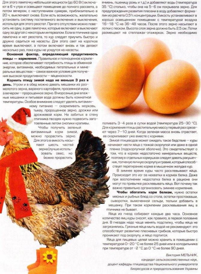 Как формируются и появляются яйца у курицы: схема процесса рождения