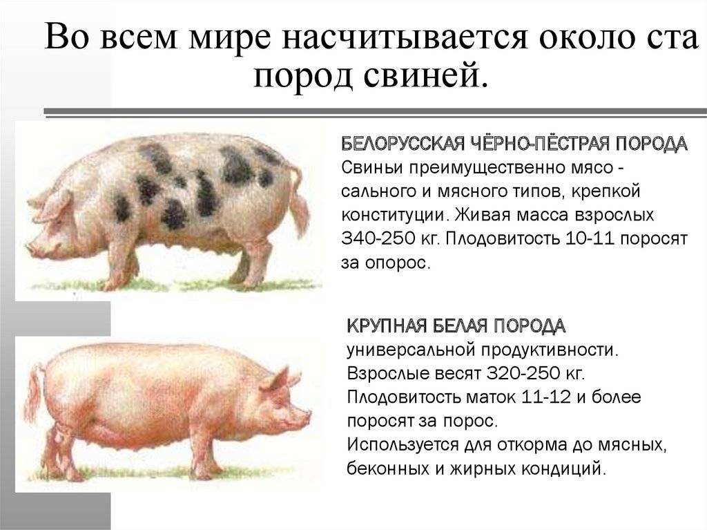 Породы свиней для домашнего разведения: фото и описание
