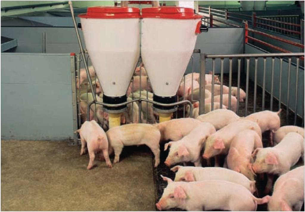 Особенности выращивания свиней в домашних условиях