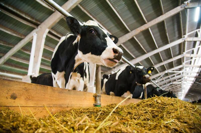 Особенности кормления лактирующих коров: идеальный рацион от «мустанг технологии кормления»