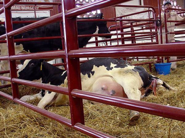 Пироплазмоз крс - болезни коров