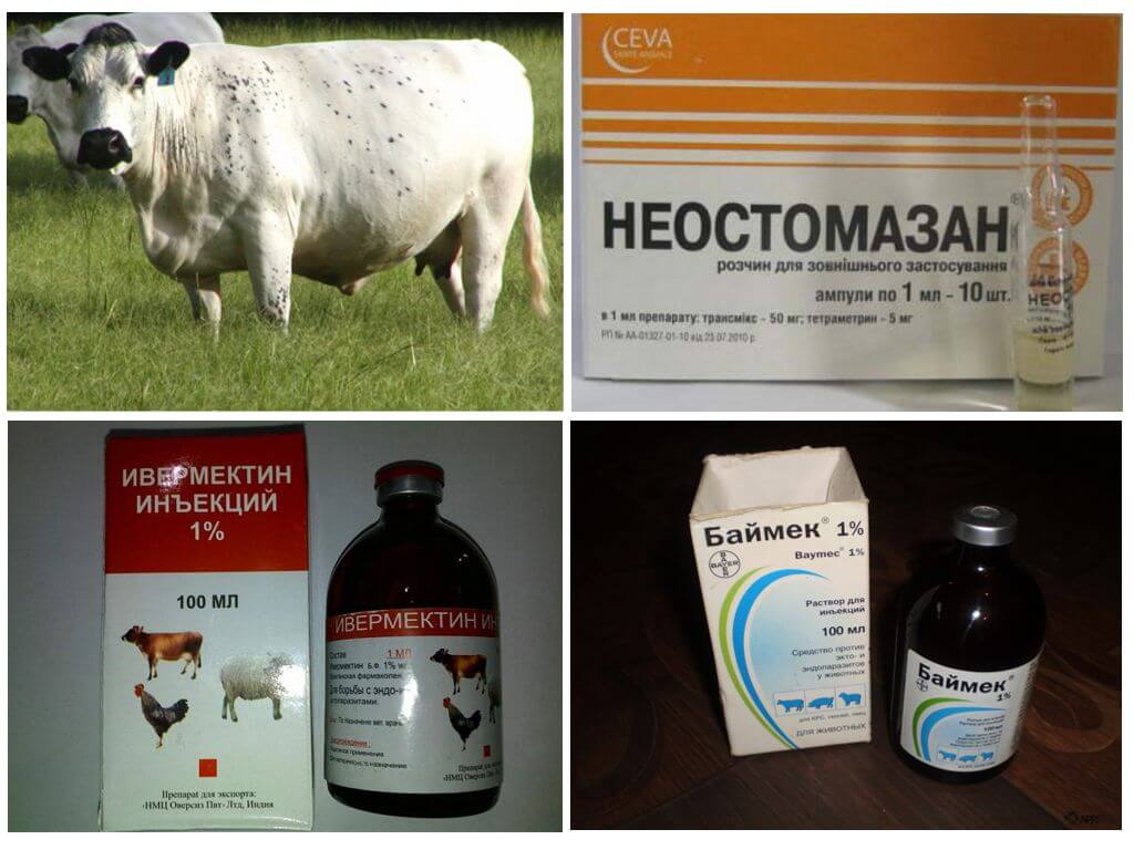 Как защитить корову от клещей — препараты и народные средства