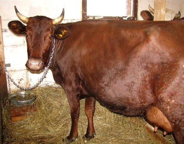 Красногорбатовская порода коров: описание и характеристики, содержание
