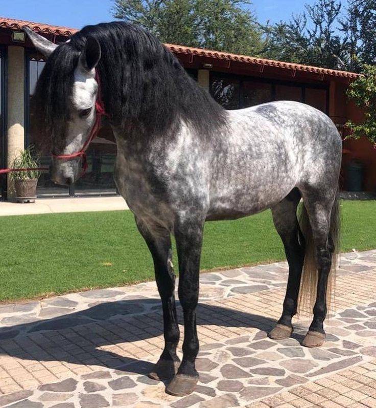 Андалузская лошадь — происхождение и особенности