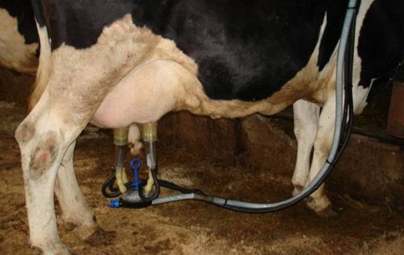 Как правильно доить корову доильным аппаратом: технологии и правила машинного доения, видео