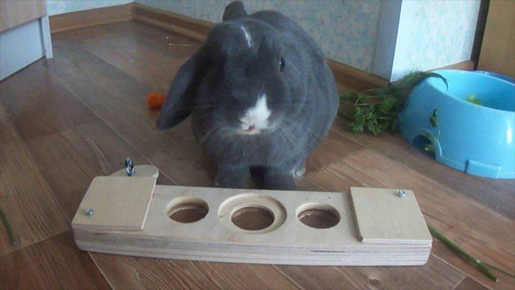 Дом для кролика своими руками: инструкция по изготовлению