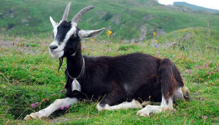 Альпийские козы: описание и характеристика пород с фото