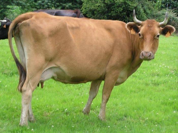 Швицкая порода коров — характеристика, продуктивность, условия содержания, перспективы разведения. | cельхозпортал