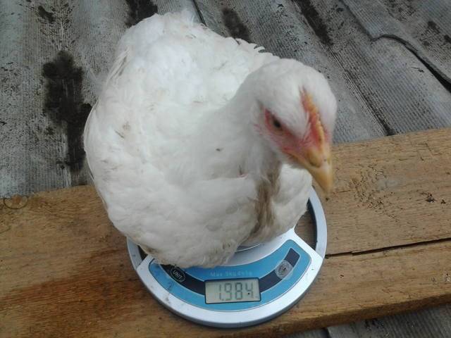 Цыплята не набирают вес, плохо едят — причины, что делать