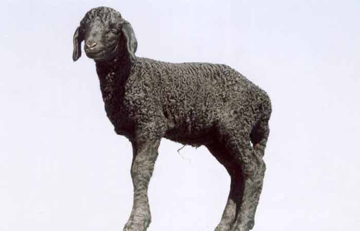 Условия содержания овец в овчарне, стойле и на пастбище