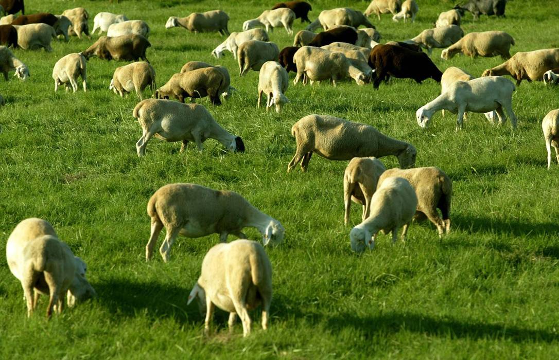 Овцеводство: разведение овец как бизнес