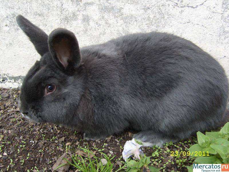 Описание и характеристики кроликов венской голубой породы, правила ухода