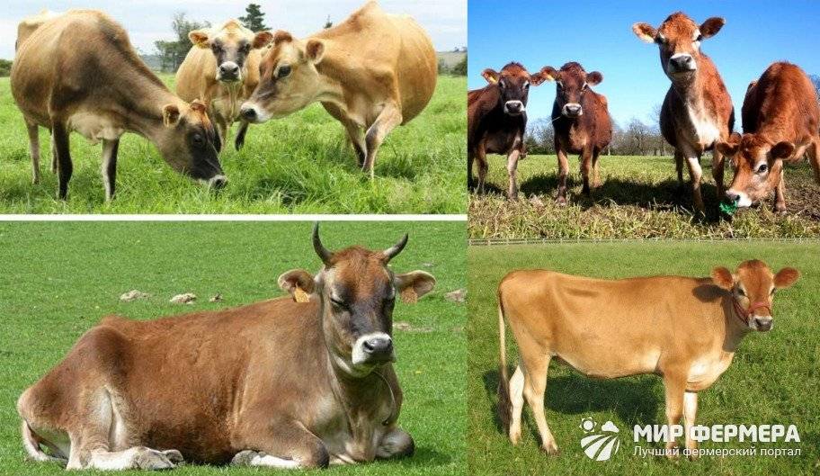 Коровы джерсейской породы: как содержать?