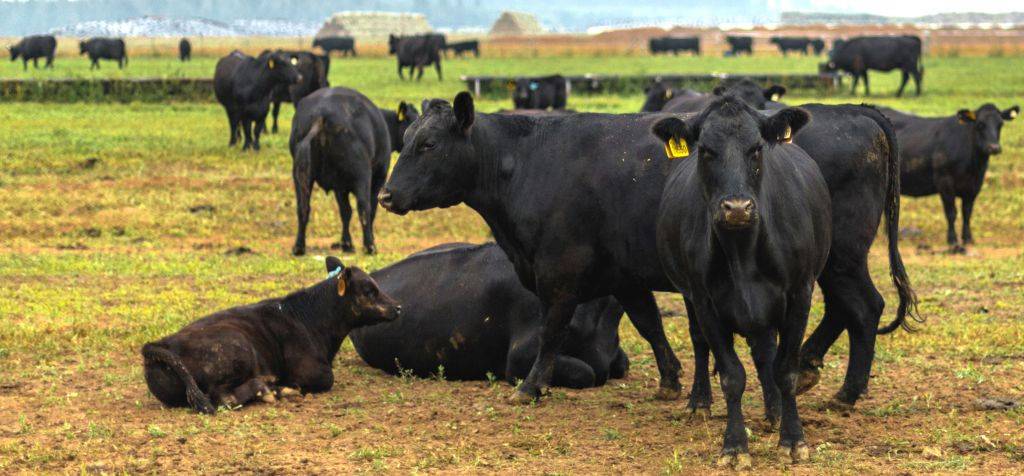 Абердин-ангусская порода коров – характеристика и содержание