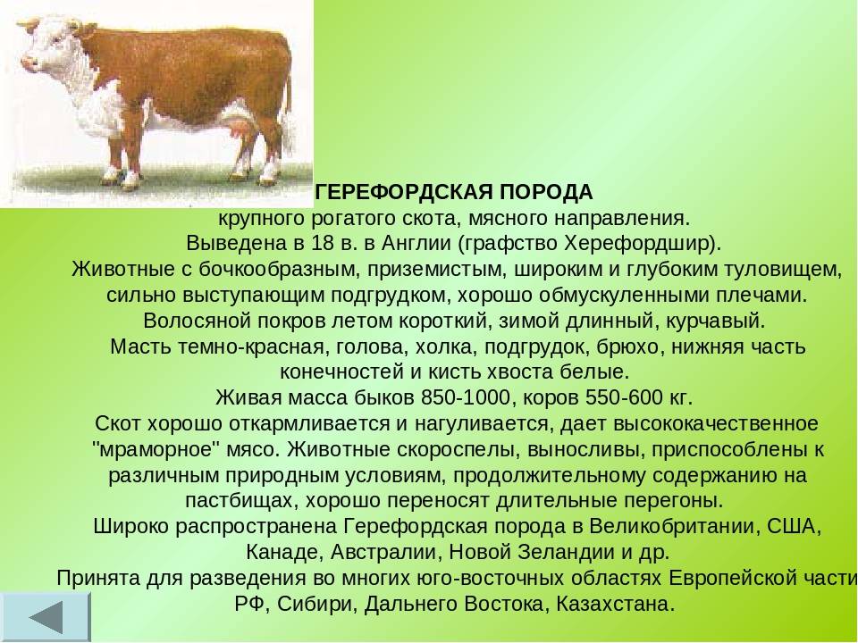 Продуктивность Герефордской породы коров и основные достоинства