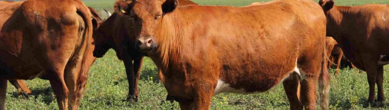 Черно-пестрая и красно-пестрая породы коров: описание и характеристики