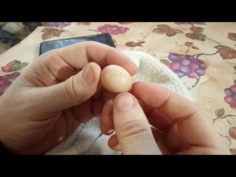 Яйцо без скорлупы: причины почему куры-молодки несут яйца без скорлупы | павловская курочка