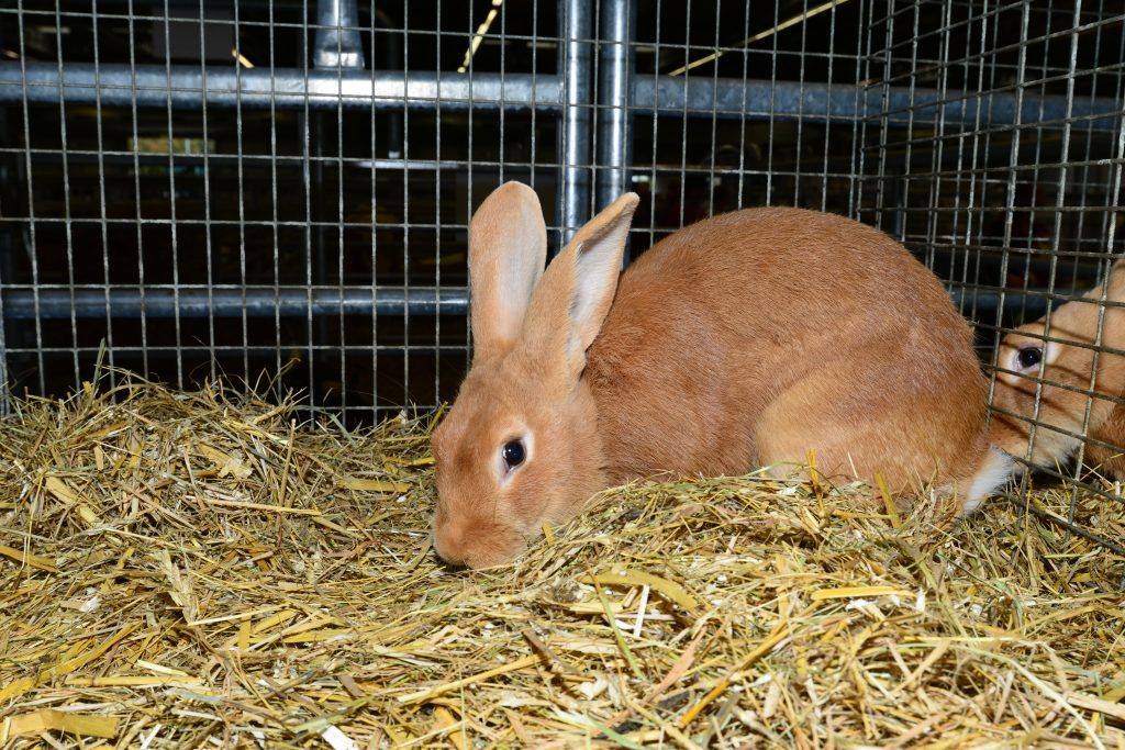 Бургундские кролики — описание породы, характеристика, особенности содержания и разведения