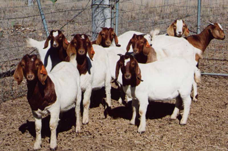Тоггенбургские козы: описание породы, правильное составление рациона, возможные заболевания