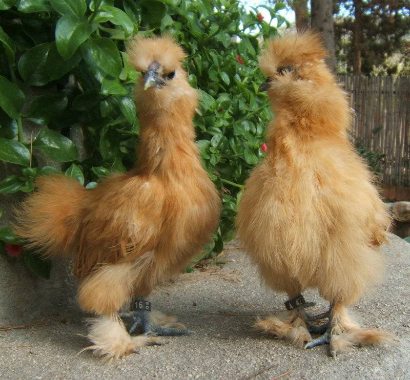 Китайская шёлковая курица: история и описание породы, особенности содержания, продуктивность