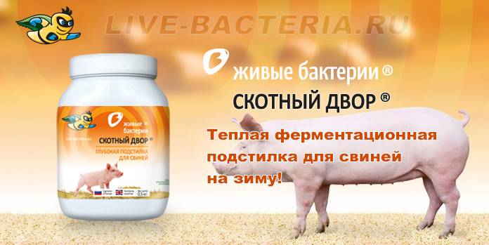 Ферментационная подстилка с бактериями для свиней и поросят: биохлев без запаха и отзывы о нем