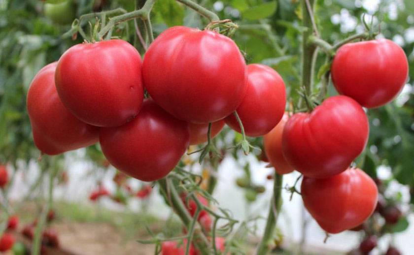 Выращивание томатов бычье сердце | дачный участок — когда сажать томат бычье сердце на рассаду